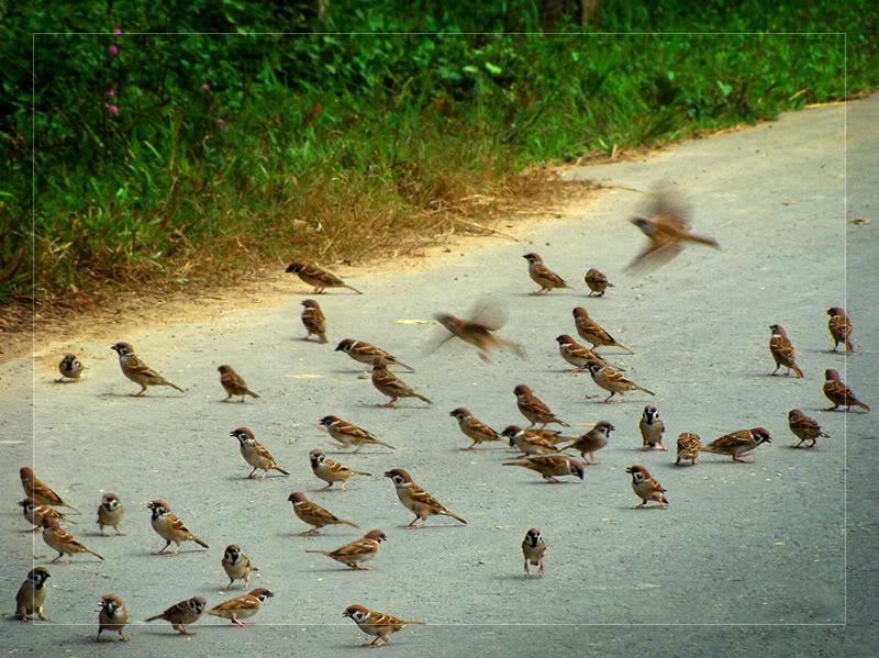 Lưới bẫy chim loại 20 mét dài