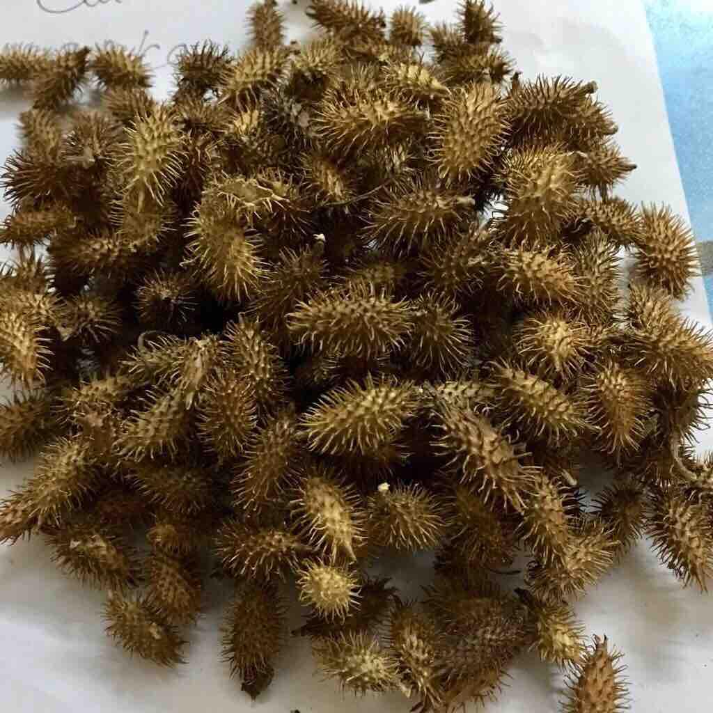 Trà Ké Đầu Ngựa 1kg