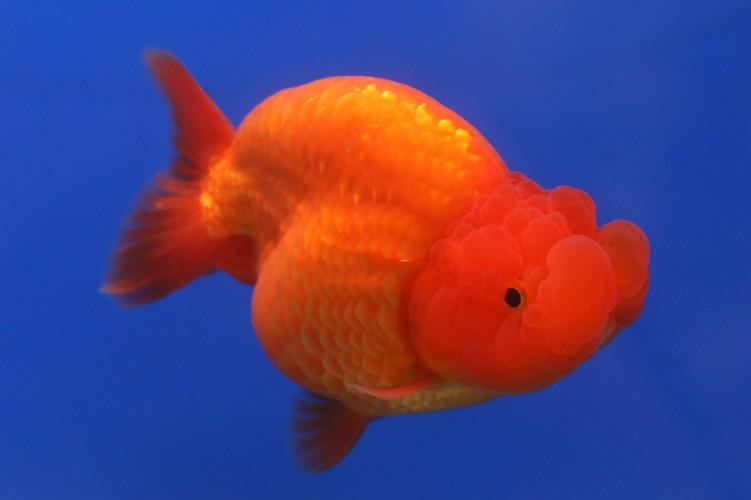 Thức ăn Goldfish dành cho cá vàng, cá ba đuôi (Gói 50g)