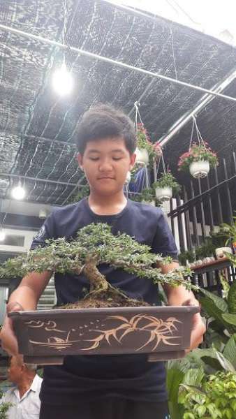 Linh sam bonsai