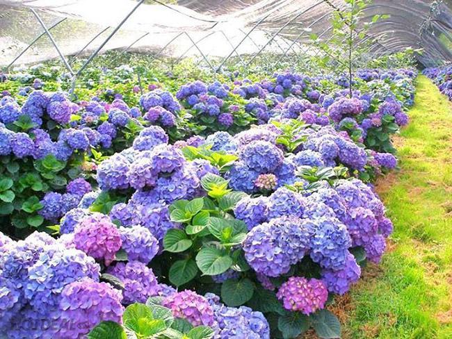 Hạt giống hoa Cẩm tú cầu