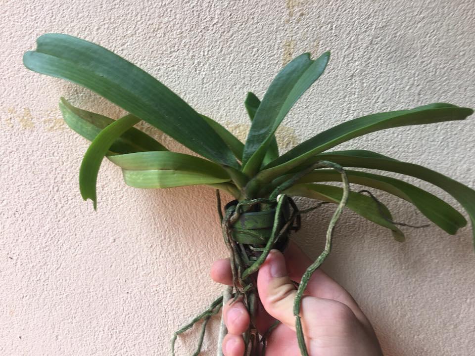 Ngọc điểm chậu giống