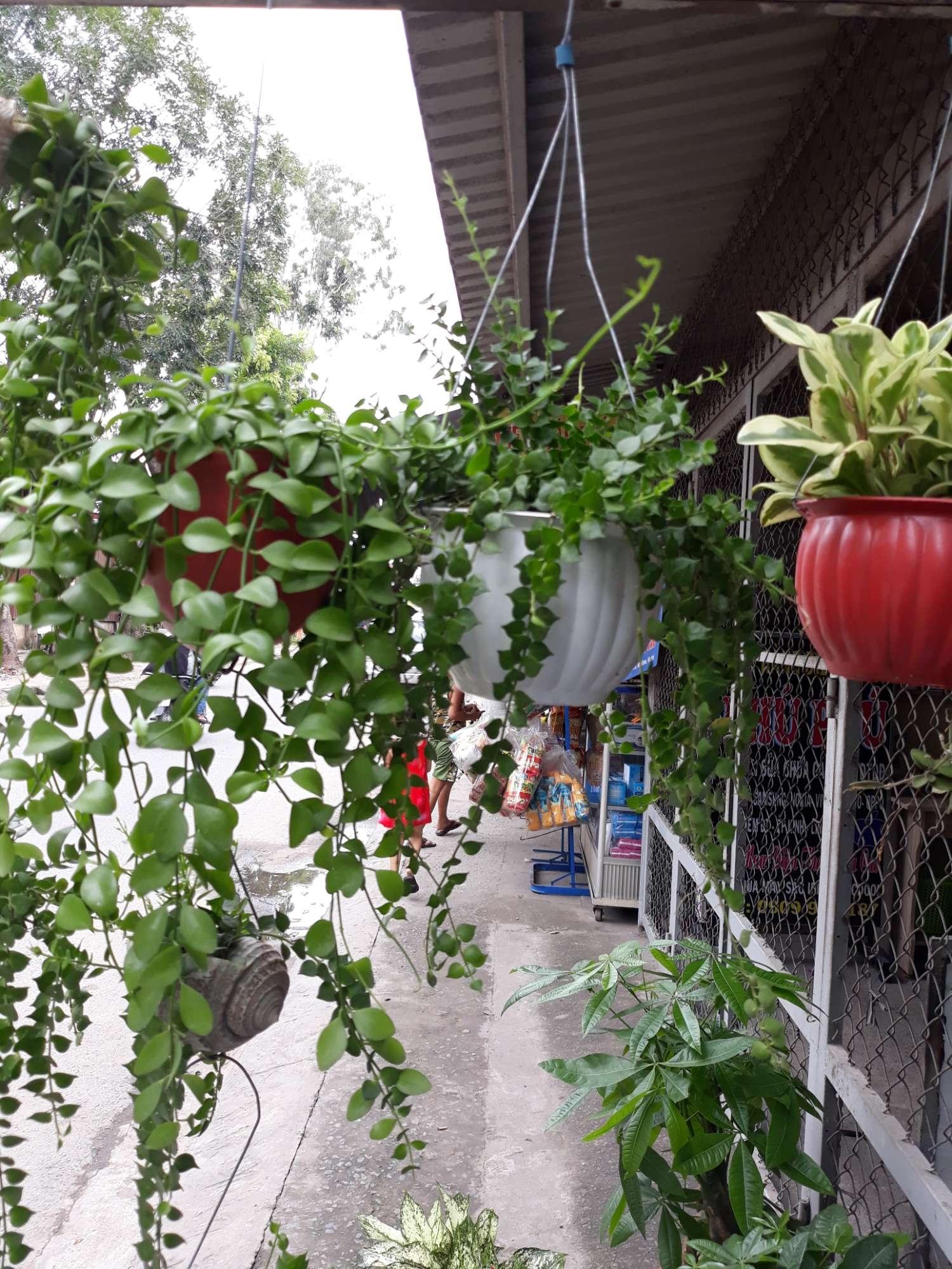 Trầu Bà - Cây Bán Kính Tán Rộng Lớn - KT: Từ 40 - 50cm