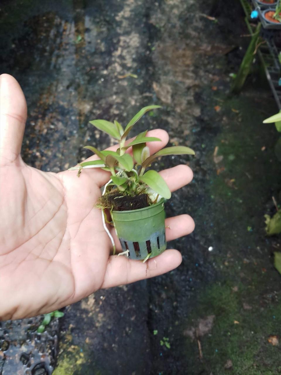 PHI ĐIỆP LAI TRẦM( super nestor và trầm rồng đỏ) hàng giống