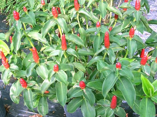 Cây Phước Lộc Thọ