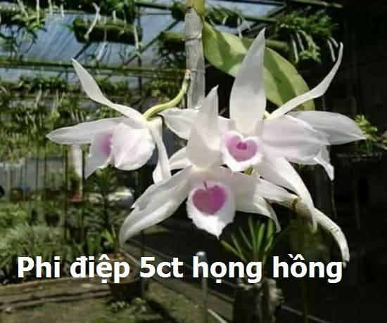 Phi điệp 5ct họng hồng hàng giống