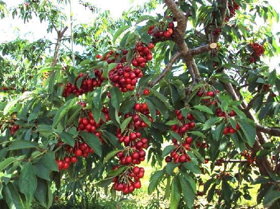 Hạt giống Cherry Mỹ F1 - Gói 0,5Gr