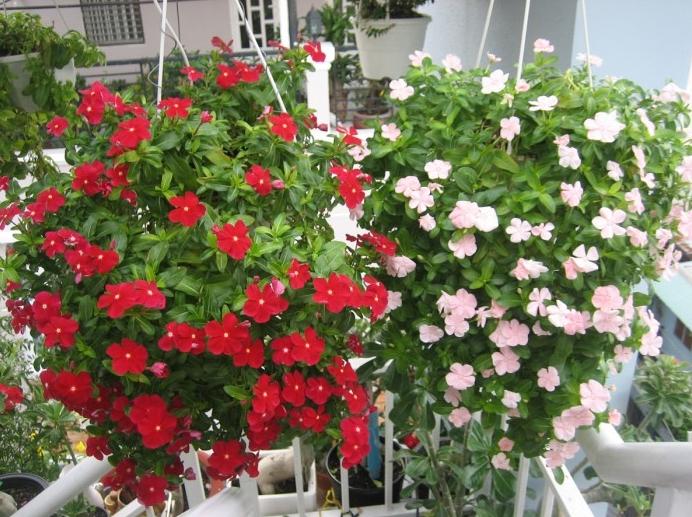 Gói 50 Hạt giống Dừa cạn rũ mix (tặng gói kích nẩy mầm và hướng dẫn)