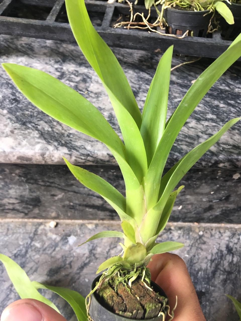 VŨ NỮ MẬT NGỌT COMBO 3 CỐC hàng giống