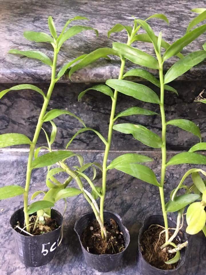 5CT HỌNG TÍM