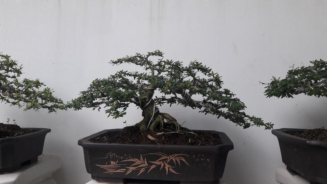 Linh sam bonsai