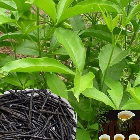 Trà Đắng Cao Bằng - Thảo Lộc túi 500g Có Tặng Quà