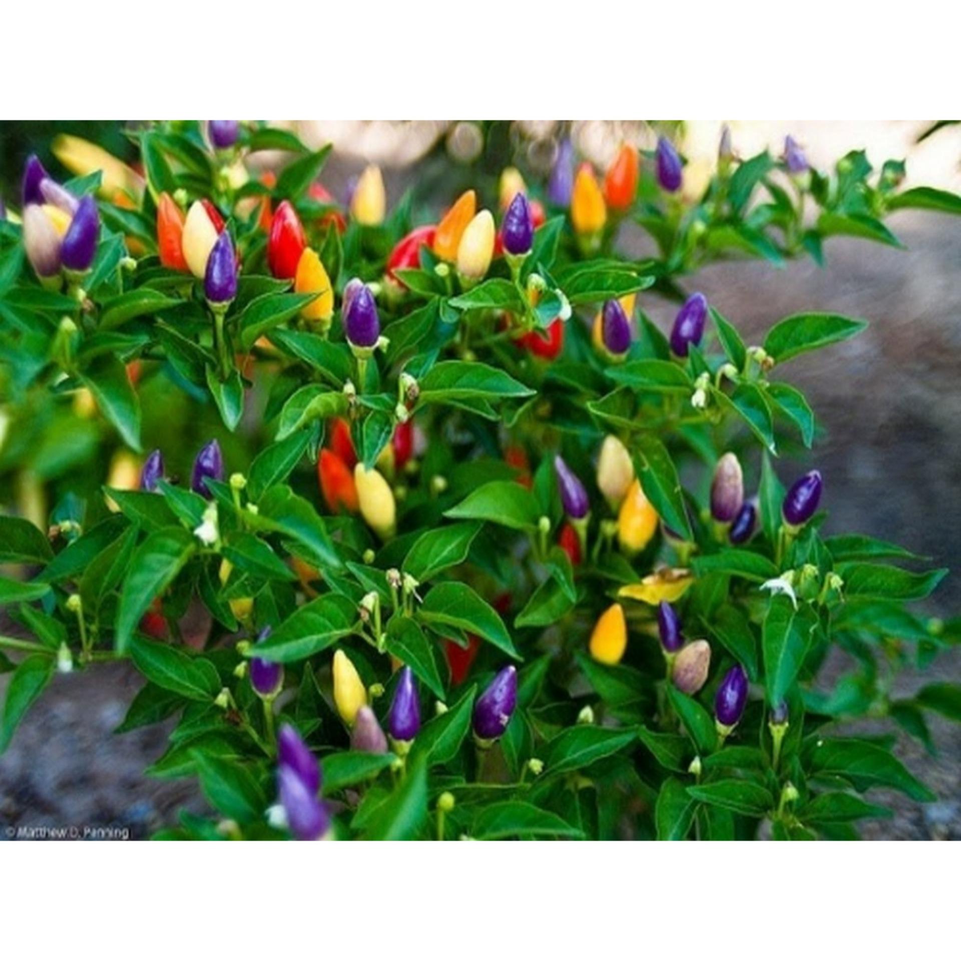 Hạt giống Ớt ngũ sắc (Lucky)