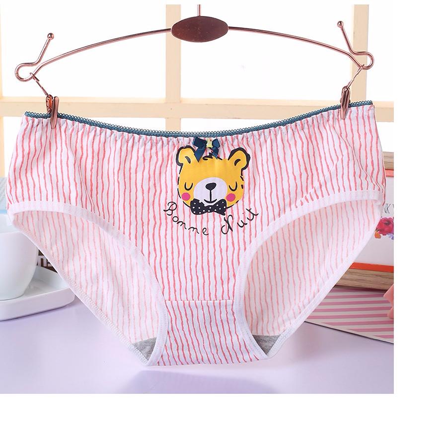combo 3 quần chíp cotton hình gấu cute ql6 bhl1535
