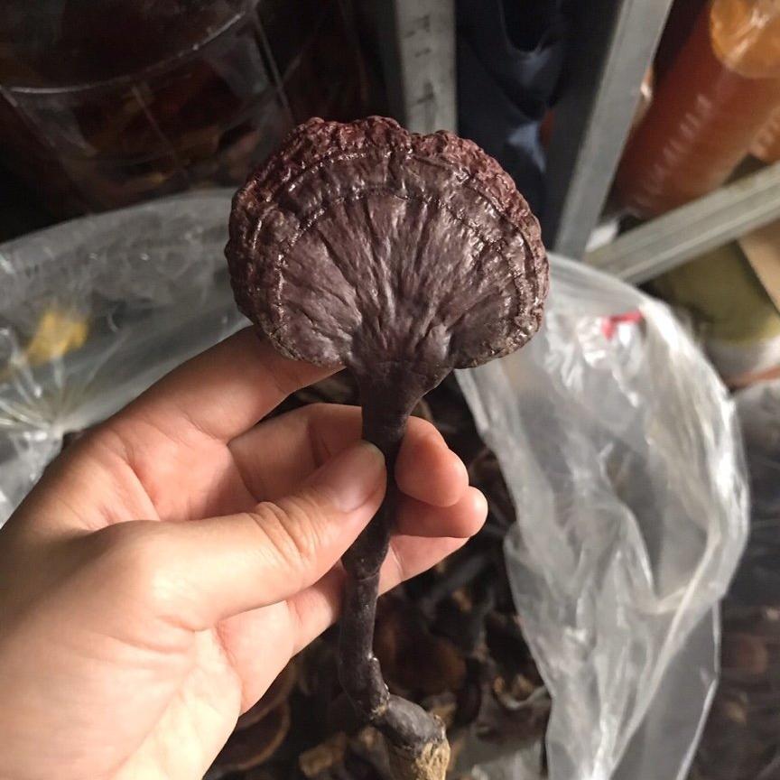 1kg nấm lim xanh