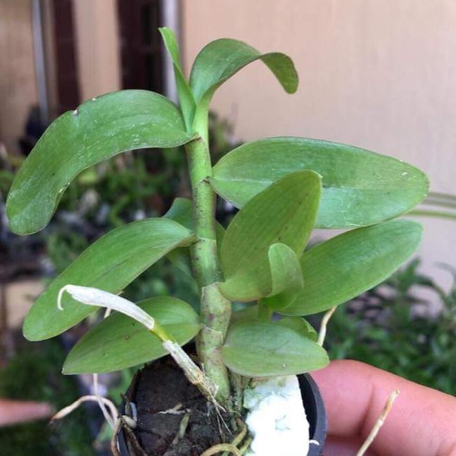Phi điệp lai trầm hồng long