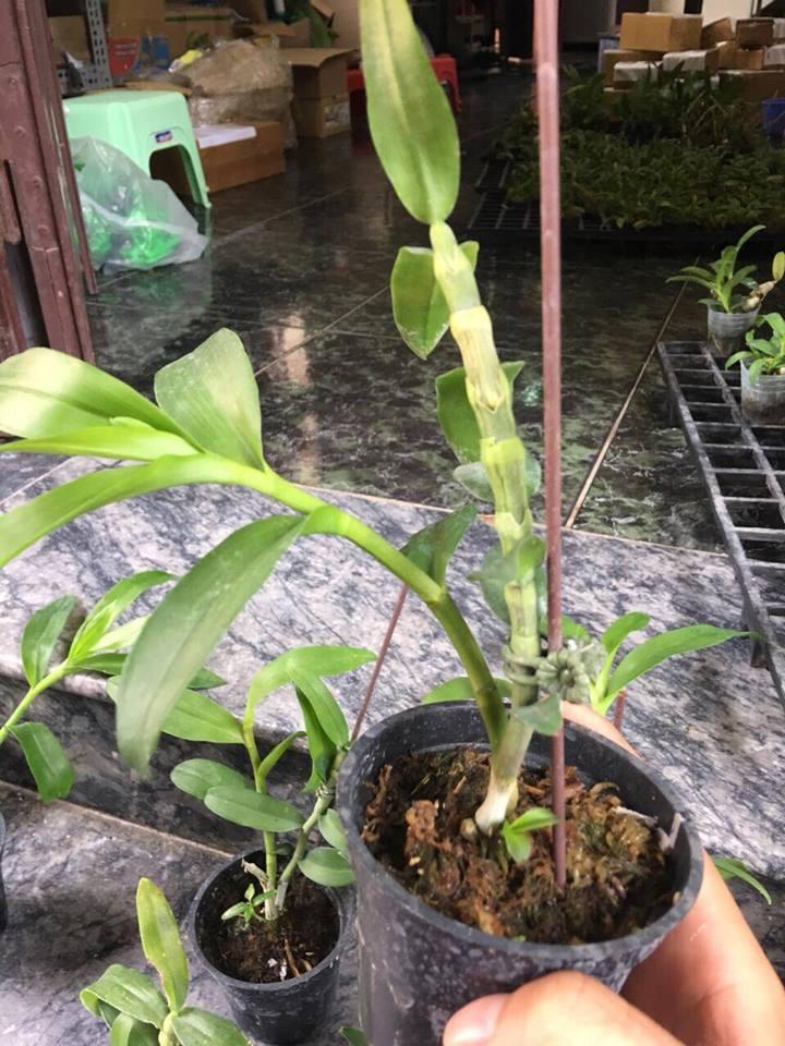 TRẦM RỒNG HÈ (đen nestor Sun flower)