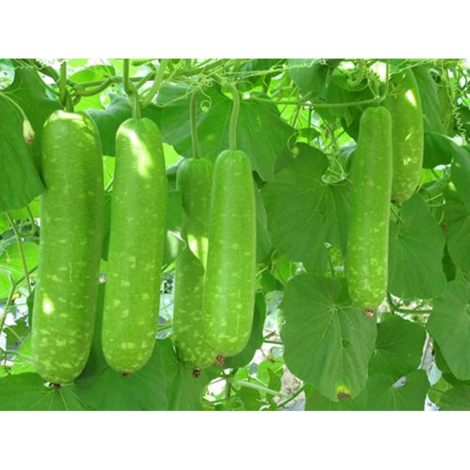 Hạt giống bầu sao f1