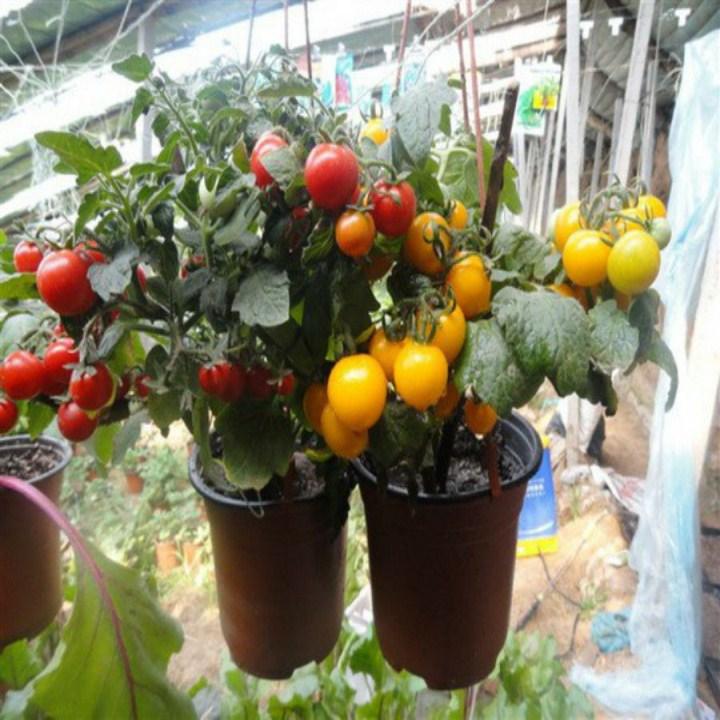 HG40- Hạt giống cà chua bi lùn vàng