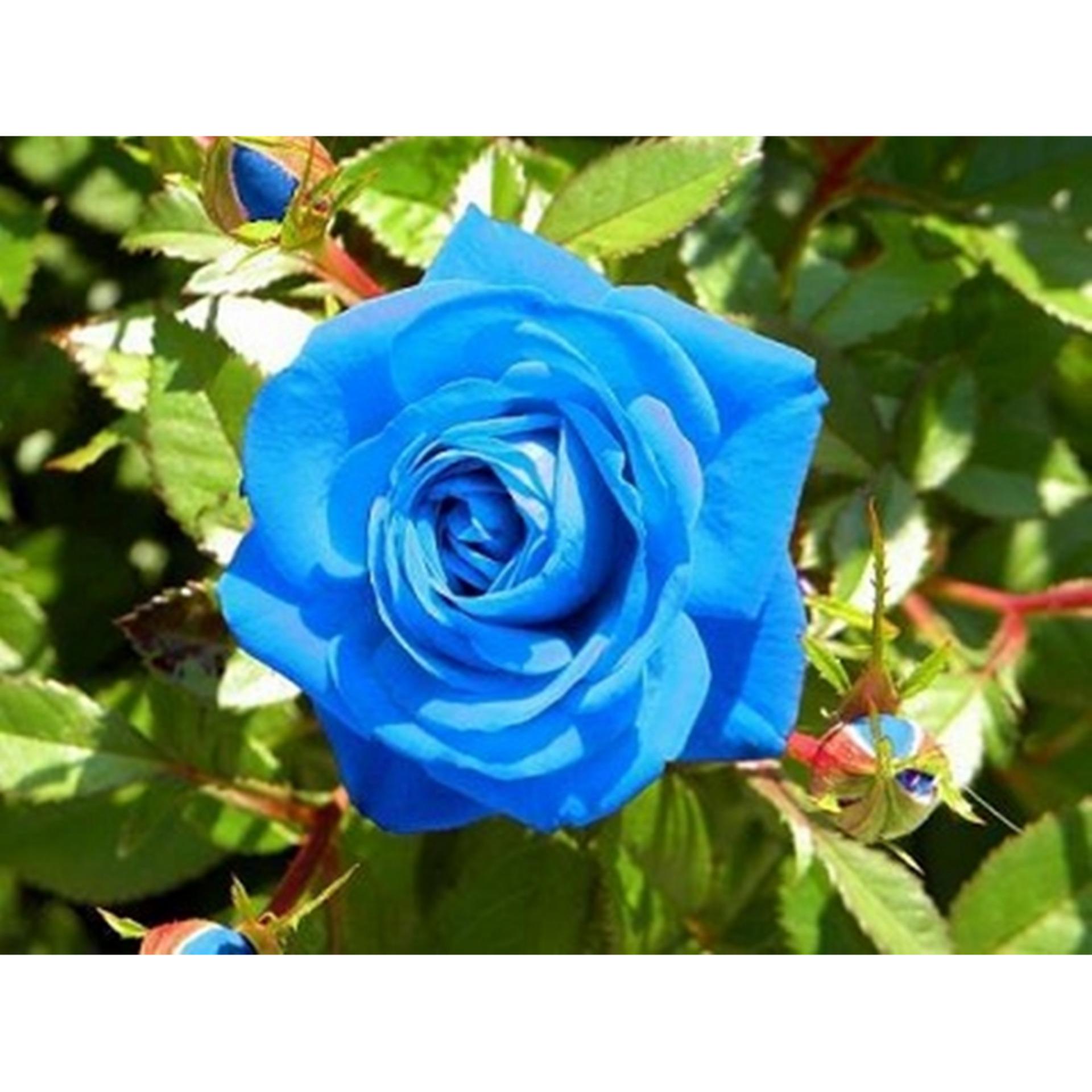 Hạt giống hoa hồng xanh dương