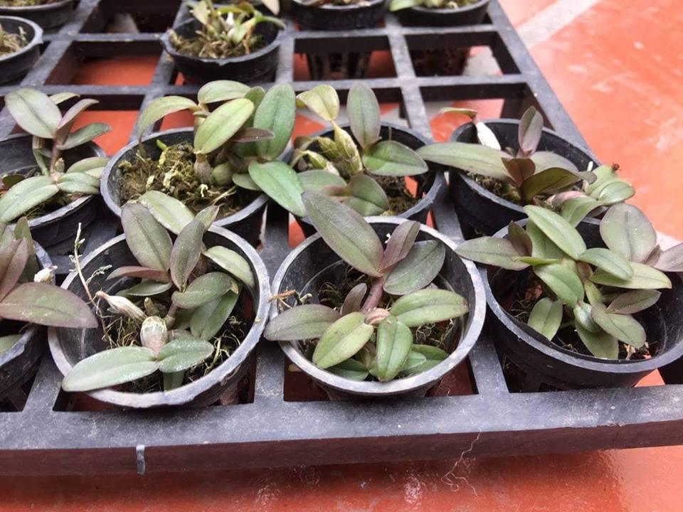 Lan Dã Hạc Châu Như Giống