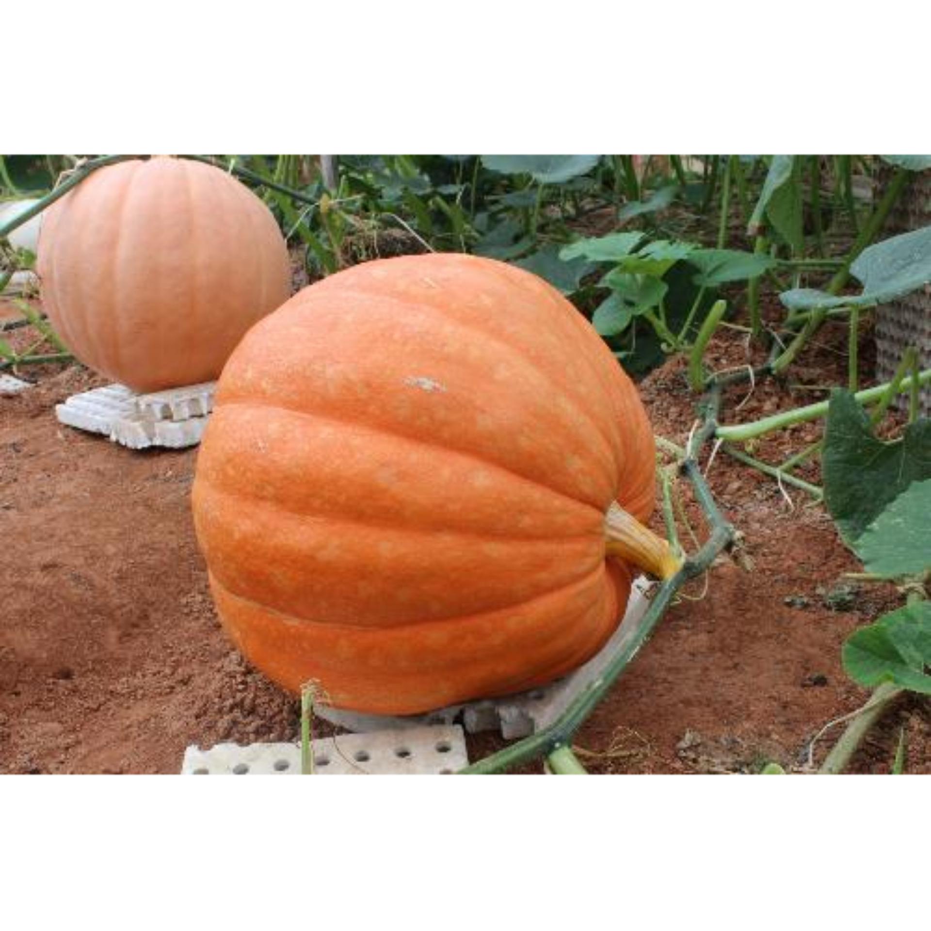 Hạt giống Bí ngô khổng lồ - quả cực lớn