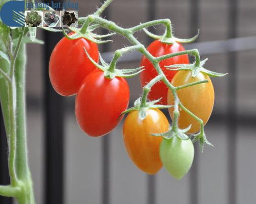 Gói 0.1g Hạt giống Cà Chua Bi Oval (tặng gói kích nẩy mầm và hướng dẫn)