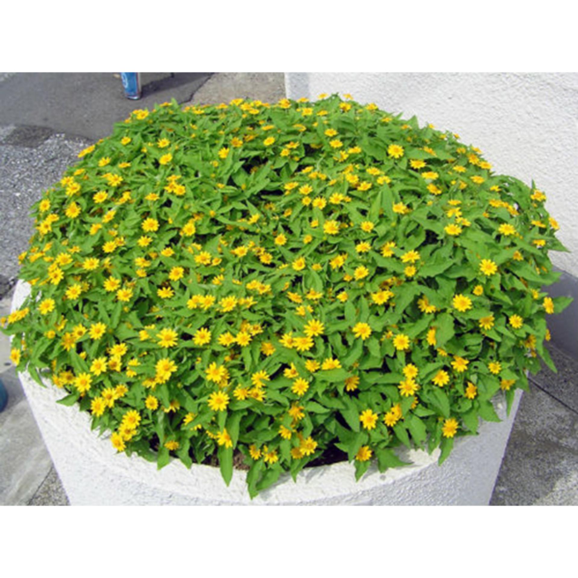 Hạt Giống Hoa Cúc Mặt Trời