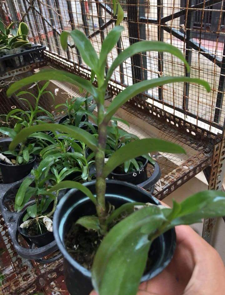 TRẦM ĐỘT BIẾN 6 MẮT