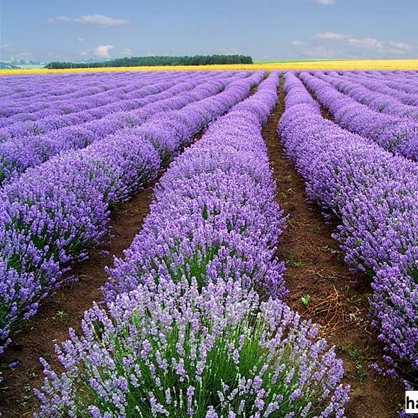 Túi thơm lavender Pháp (nụ hoa oải hương Pháp)