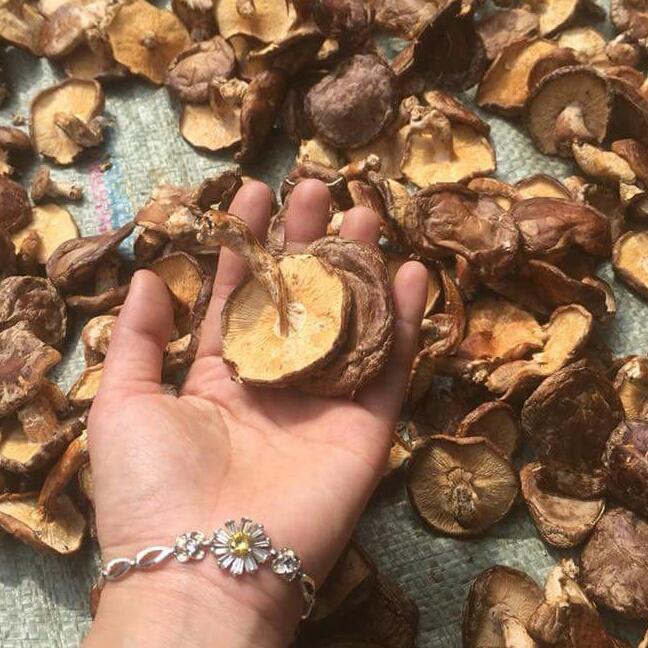 Nấm hương rừng 1kg