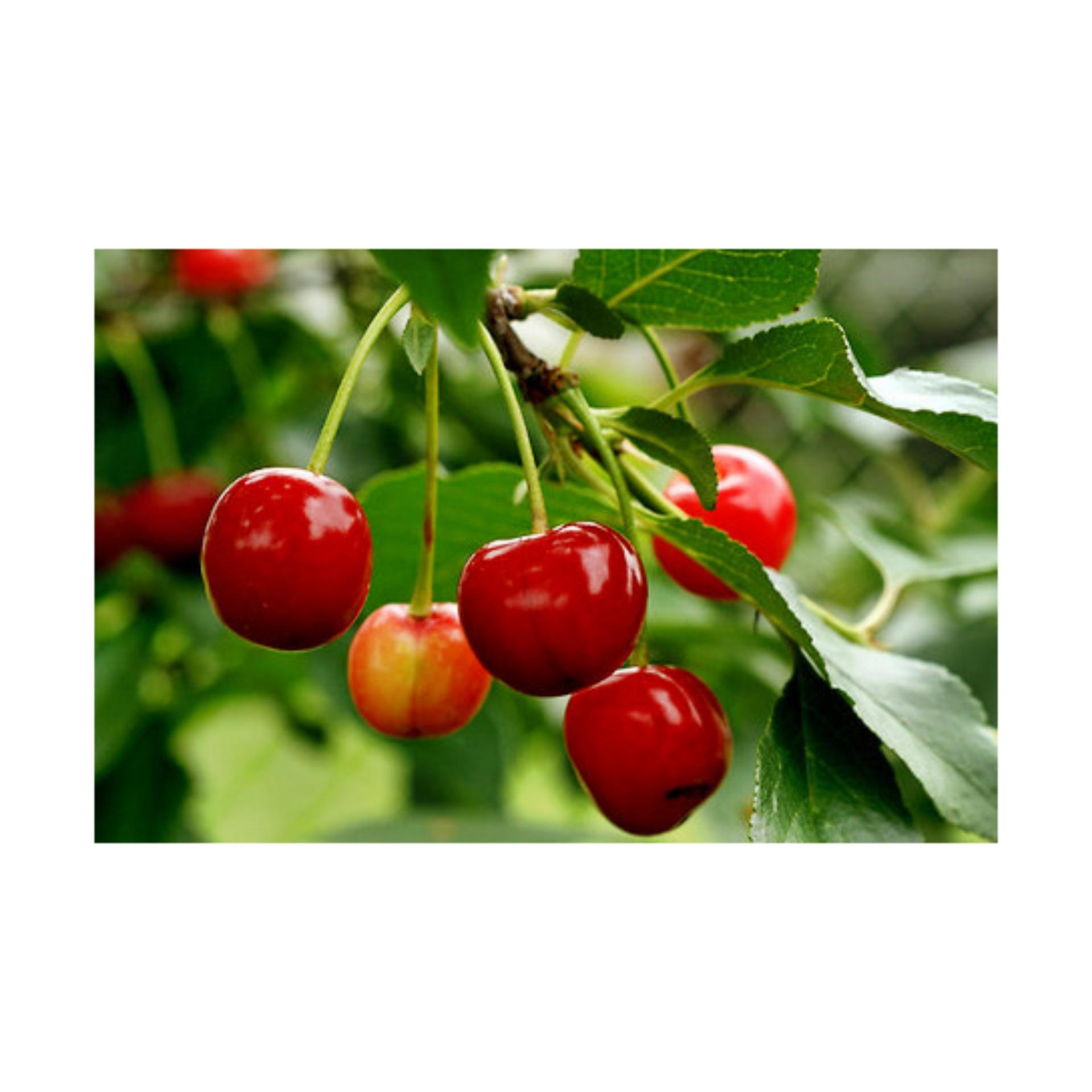 Hạt giống Cherry (Anh đào) (Lucky)