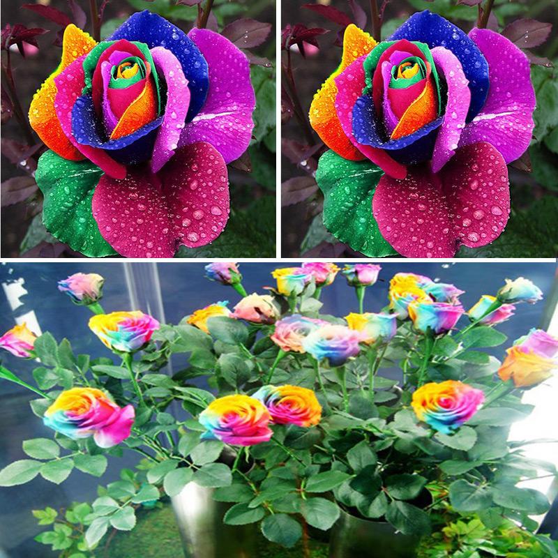 Hạt giống Hoa hồng cầu vồng 7 sắc (10 hạt)
