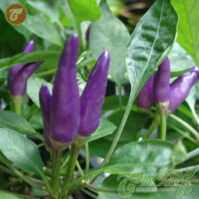 Combo 3 gói hạt giống Ớt tím