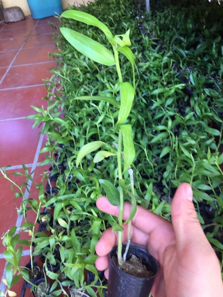 Giã hạc hoa hồng đỏ cây giống