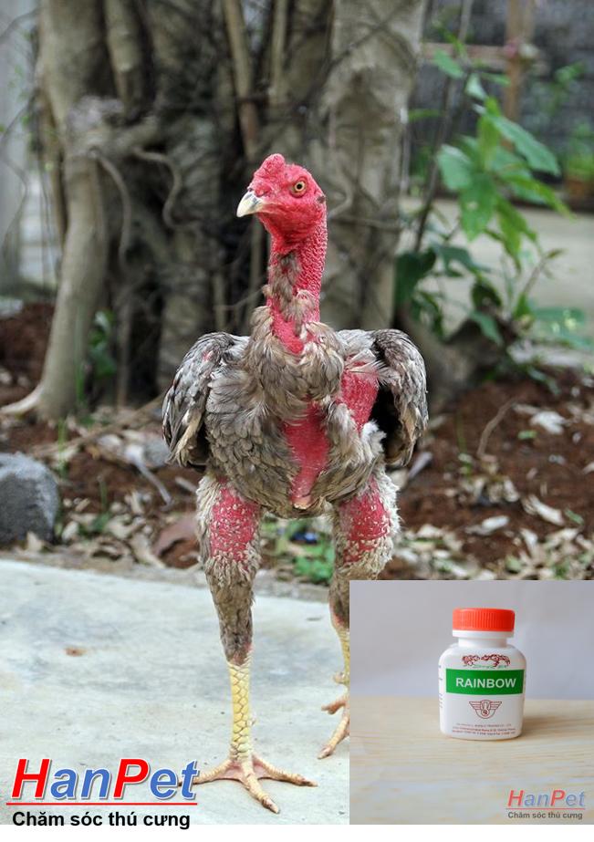 RAINBOW thuốc tăng lực tăng cơ bắp gà chọi Thái lan