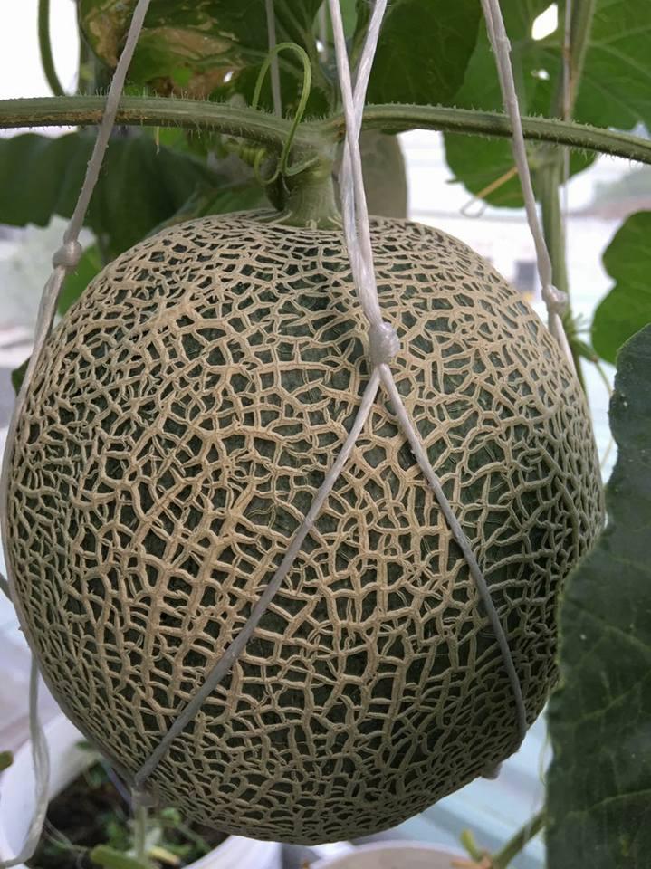 Green Melon Seeds (Pack of 100 Seeds)