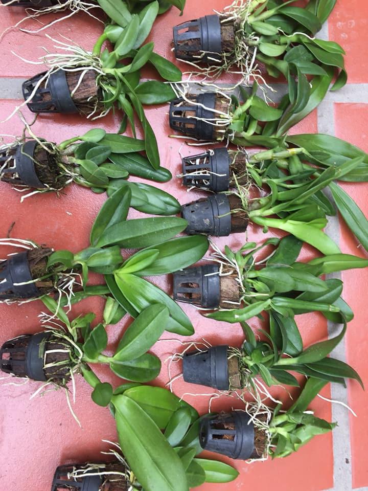 Denro Cốc giống nhiều màu( COMBO 6 CHẬU 6 MÀU)