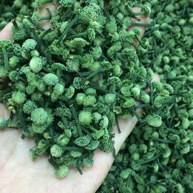 Nụ hoa tam thất loại đẹp 500g nụ nhỏ cậng nhỏ.