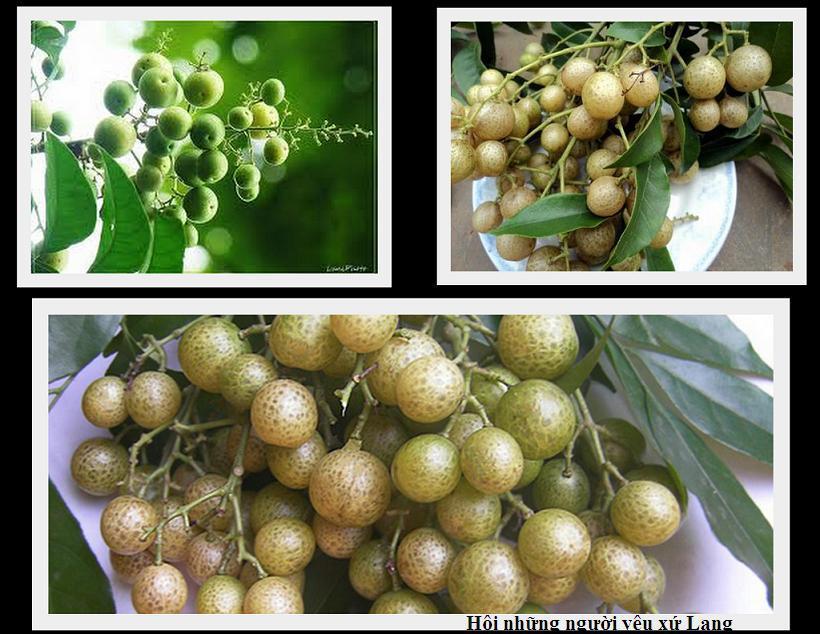 Quả mắc mật rừng Tây bắc 100g khô