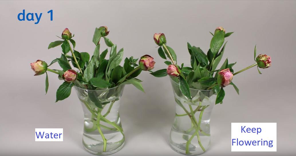 Nước cắm hoa lâu tàn KEEP FLOWERING 1000ml