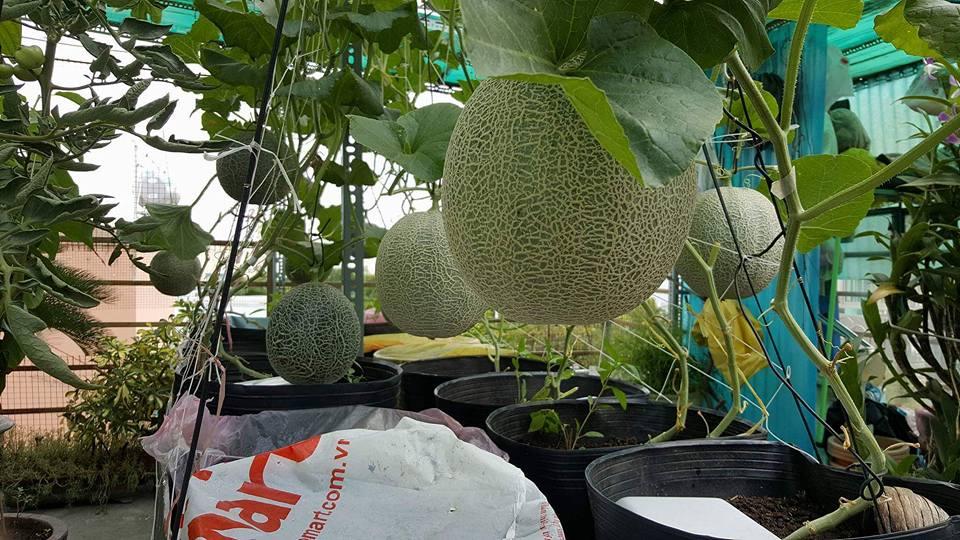 Green Melon Seeds (Pack of 100 Seeds)