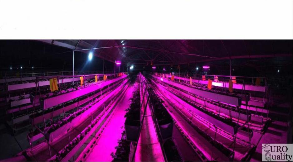 Đèn LED trồng cây trong nhà 300w Super Growth