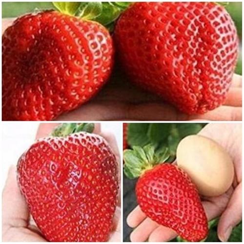 Bộ 2 Túi Hạt Giống Dâu Tây Khổng Lồ Loại Tốt. Mỗi Túi 50 Hạt  - Giá Khuyến Mại