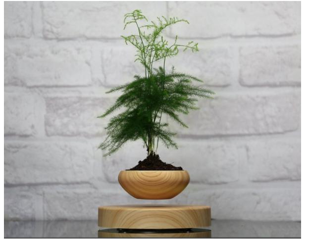 Chậu Cây bay Bonsai bay