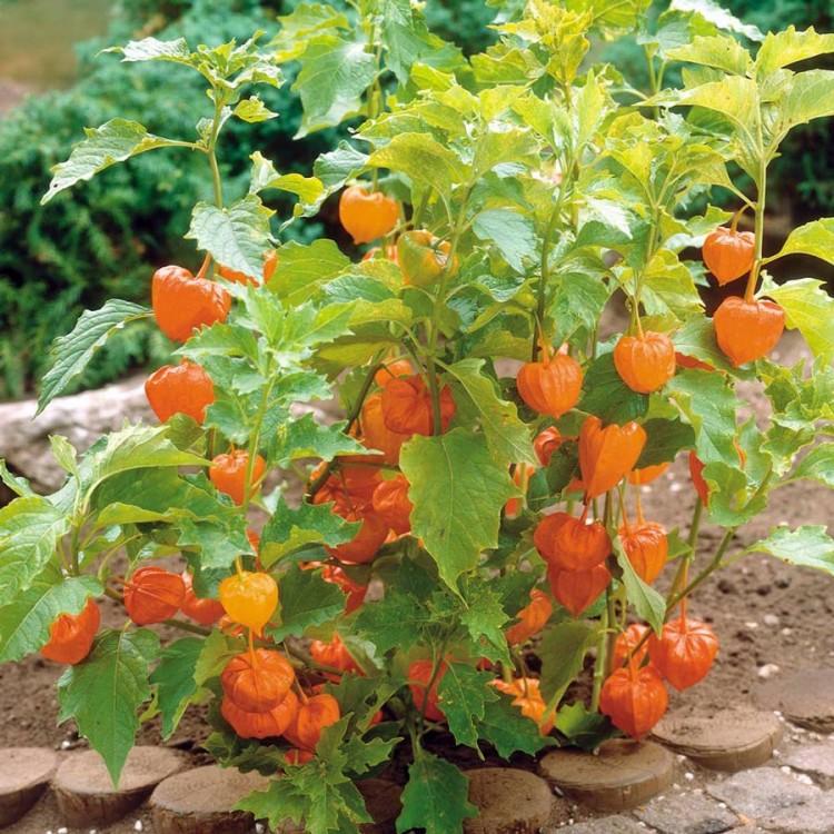 Hạt Giống Anh Đào Đất - 50 hạt