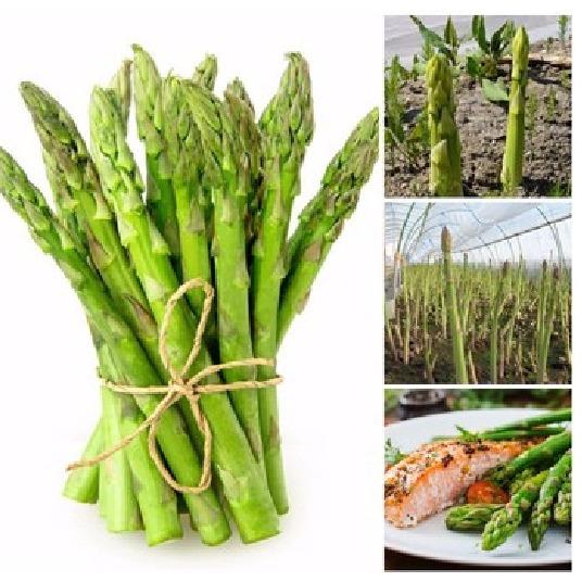 [Lấy mã giảm thêm 30%] Hạt giống Măng Tây xanh (15 hạt)