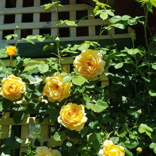 Hạt Giống Hoa Hồng Leo Vàng Loại F1. Túi 10 Hạt Giá Khuyến Mại