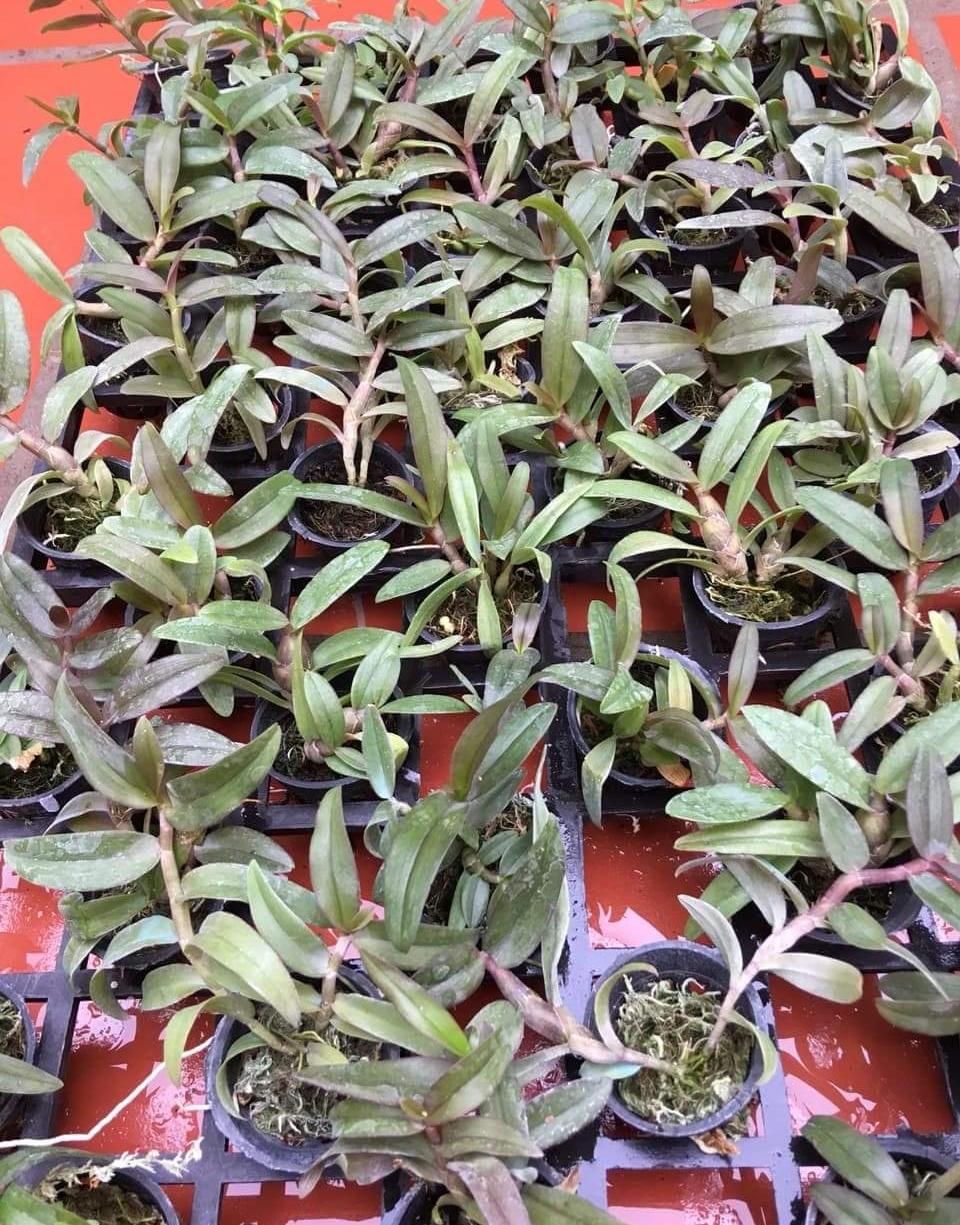 Dã Hạc Taly nù xuân giống