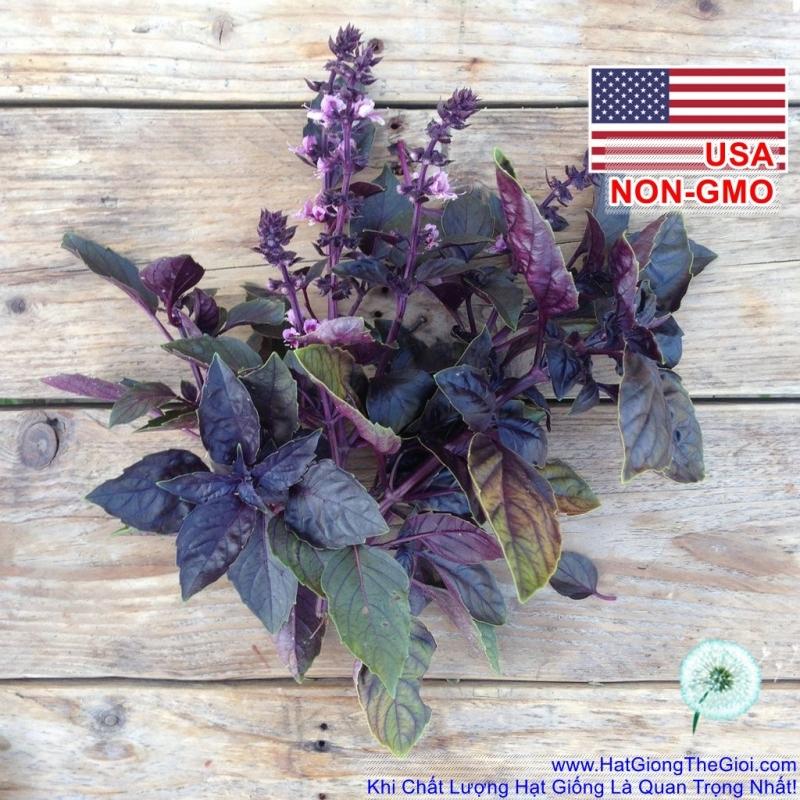 1Gr 650.HAT Hạt Giống Húng Tây Basil Đen Rubin (B3.103| C26*W43*M002)
